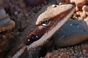 Long-nosed Dragon (Gowidon longirostris)